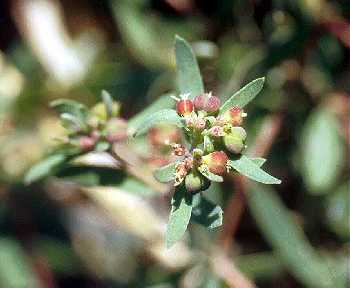 Euphorbia vermiculata image