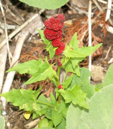Chenopodium capitatum image