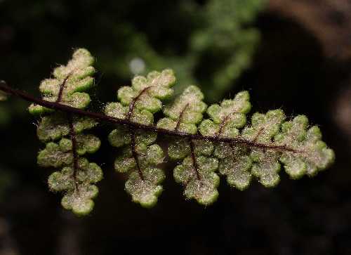 Cheilanthes feei image