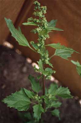Chenopodium murale image