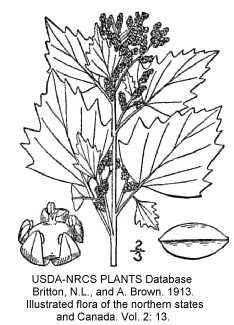 Chenopodium murale image