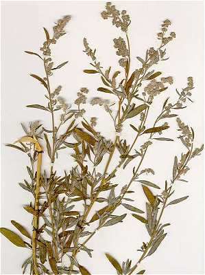 Chenopodium pratericola image