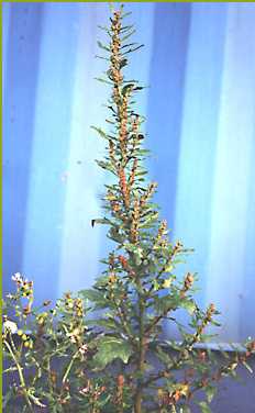 Chenopodium rubrum var. rubrum image