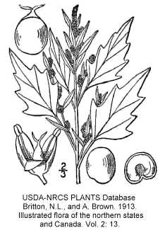 Chenopodium rubrum var. rubrum image