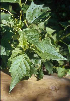 Chenopodium simplex image