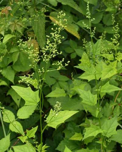 Chenopodium simplex image