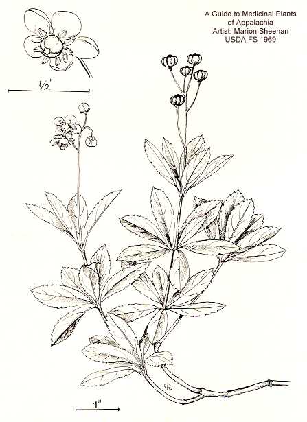 Chimaphila umbellata image