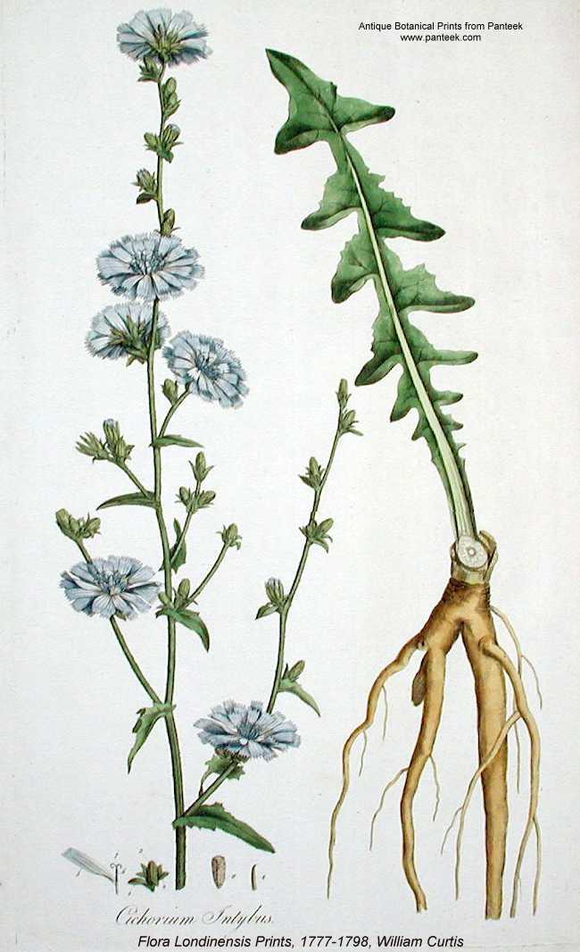 Cichorium intybus image