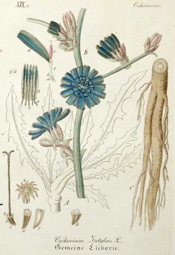 Cichorium intybus image