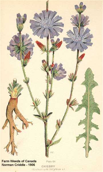 Cichorium intybus image