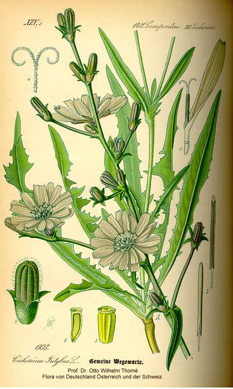 Cichorium intybus image