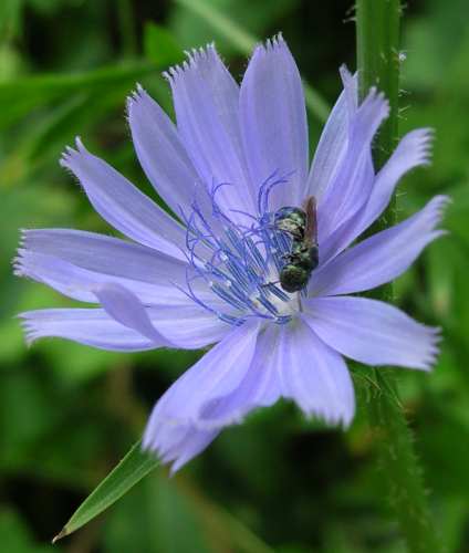 Cichorium intybus image