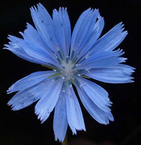 Cichorium intybus image