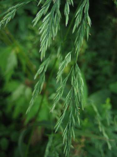 Cinna arundinacea image