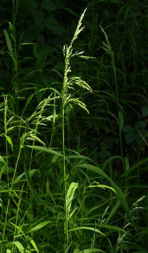 Cinna arundinacea image