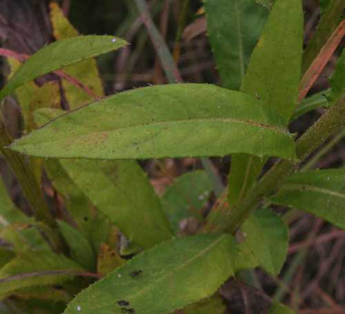 Cirsium altissimum image