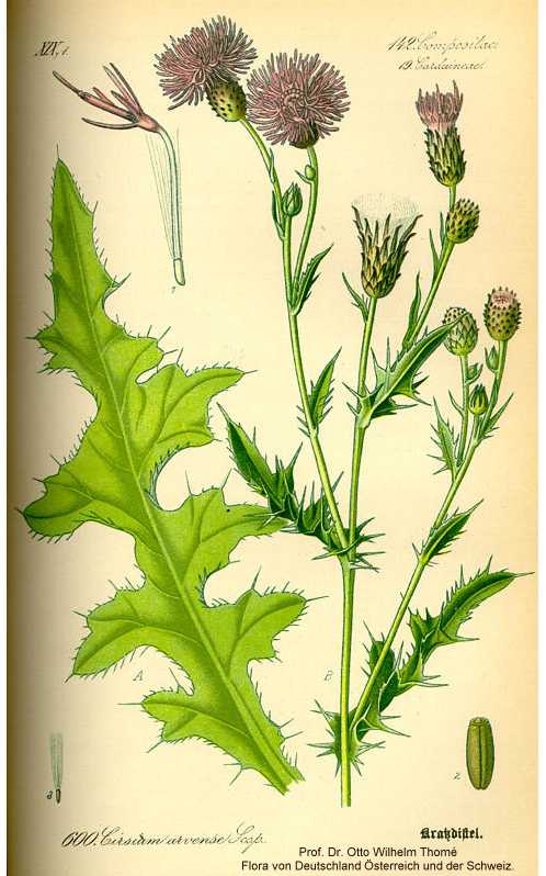 Cirsium arvense image