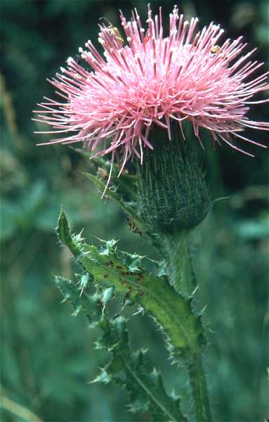 Cirsium pumilum image