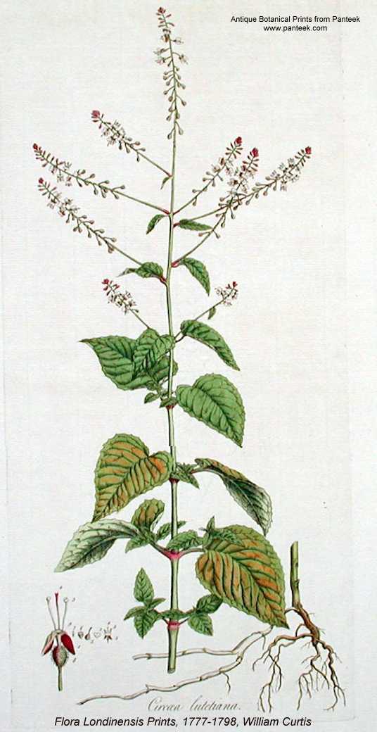 Circaea canadensis subsp. canadensis image