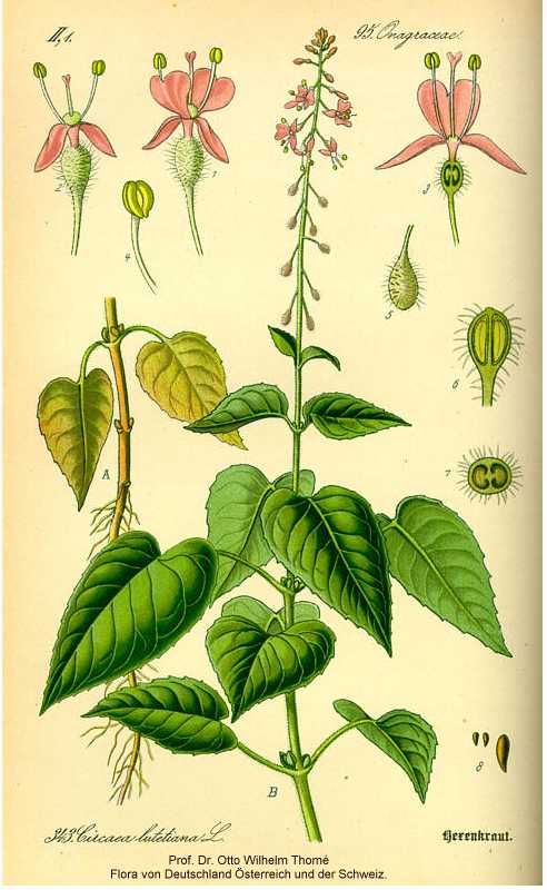 Circaea canadensis subsp. canadensis image