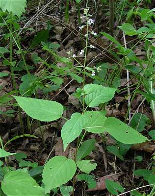 Circaea canadensis subsp. canadensis image