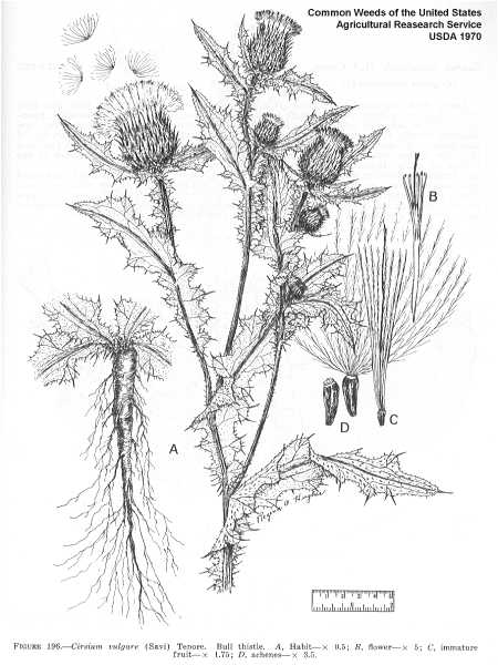 Cirsium vulgare image
