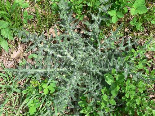 Cirsium vulgare image