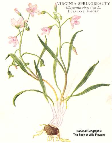 Claytonia virginica image