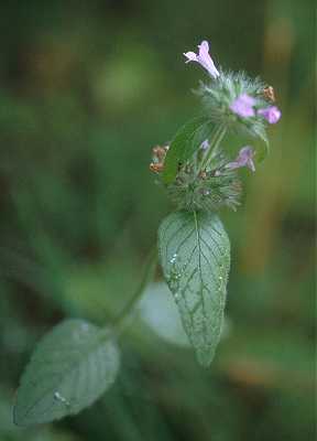 Clinopodium vulgare image