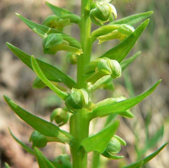 Coeloglossum viride var. virescens image