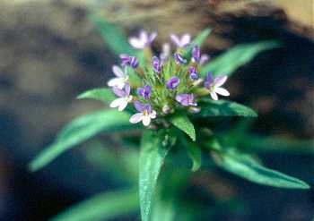 Collomia linearis image