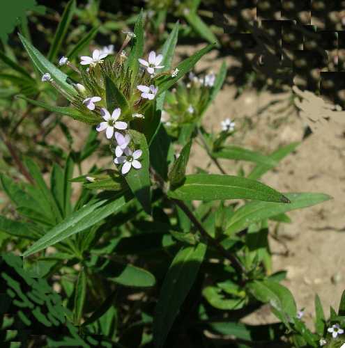 Collomia linearis image