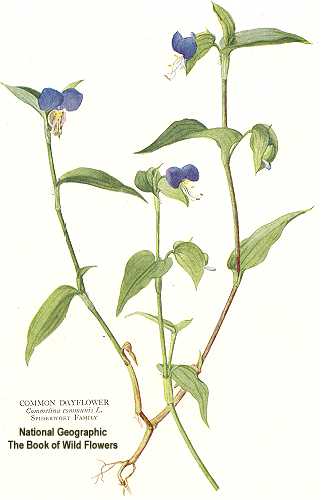 Commelina communis image