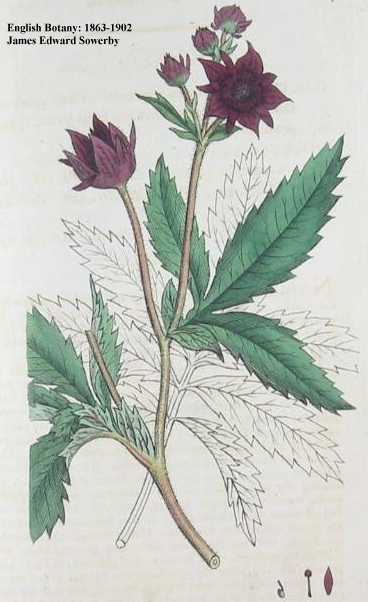 Comarum palustre image