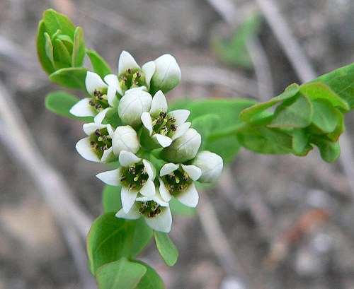 Comandra umbellata subsp. umbellata image