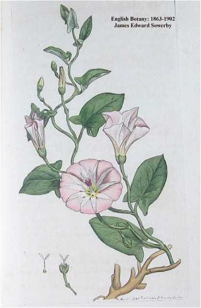 Convolvulus arvensis image