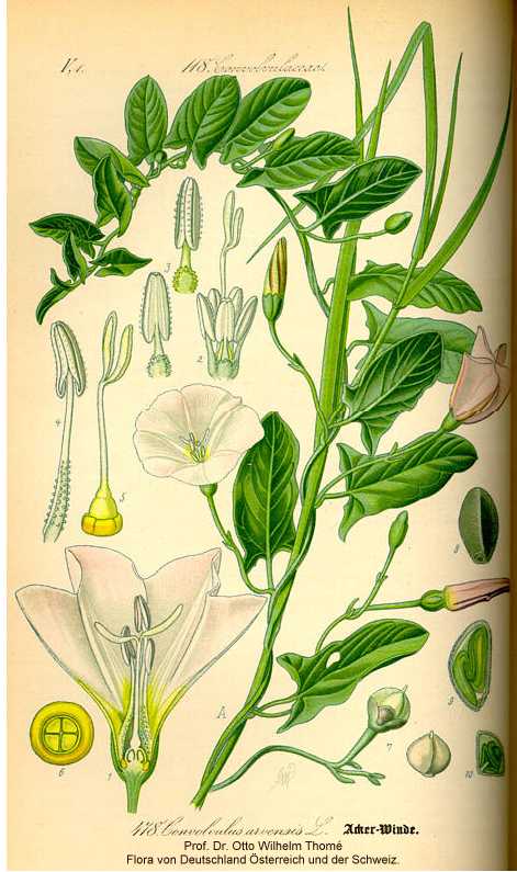 Convolvulus arvensis image