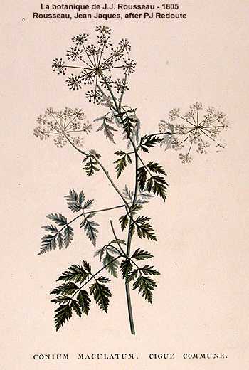Conium maculatum image
