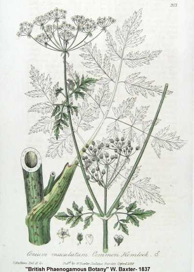 Conium maculatum image