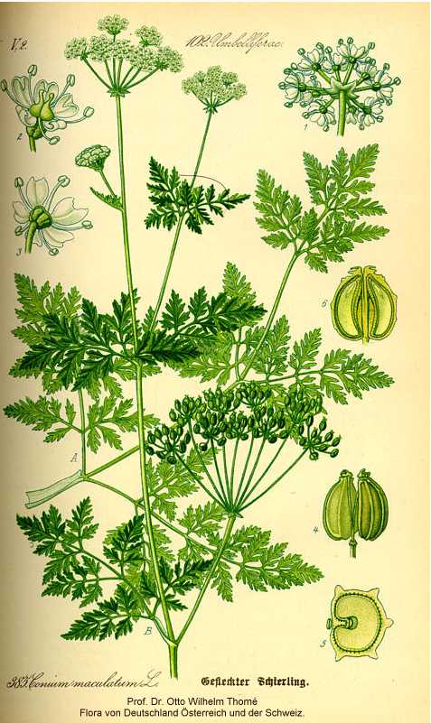 Conium maculatum image