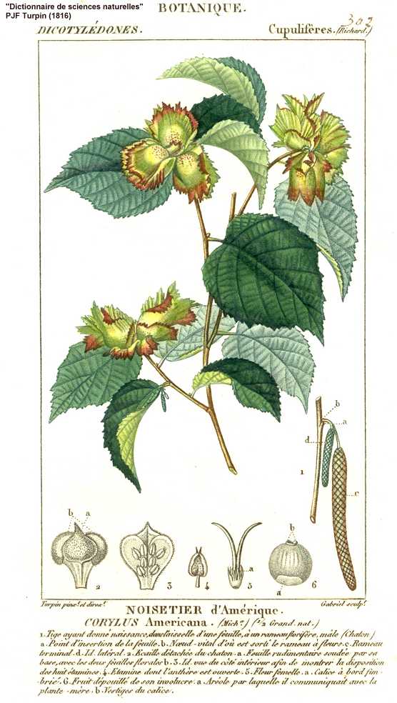 Corylus americana image