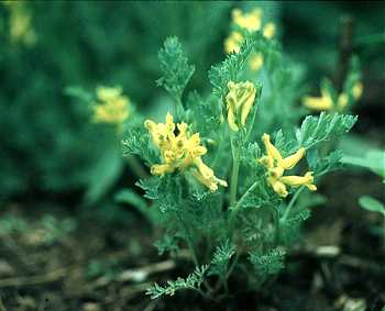 Corydalis aurea image