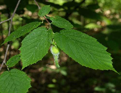 Corylus cornuta subsp. cornuta image