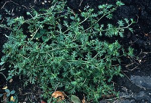 Lepidium didymum image