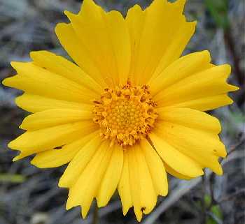 Coreopsis lanceolata image