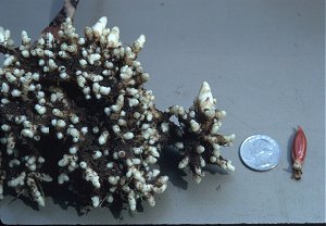 Corallorhiza maculata image
