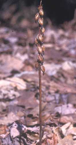 Corallorhiza maculata image