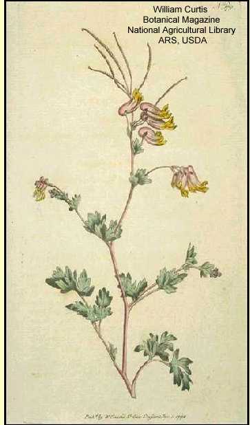 Capnoides sempervirens image