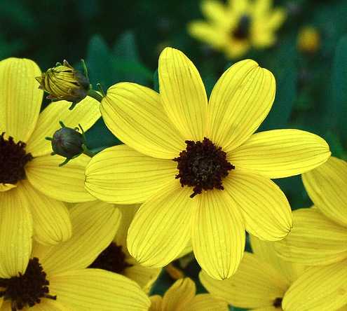 Coreopsis tripteris image