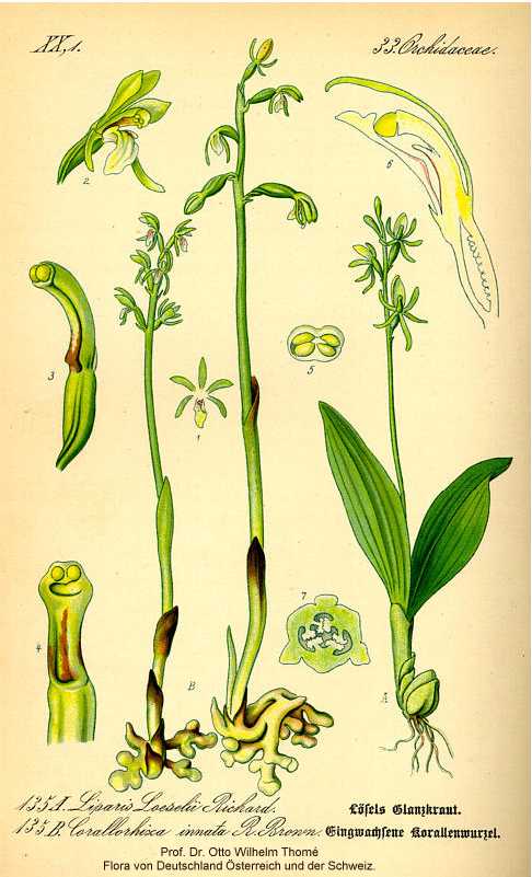 Corallorhiza trifida image